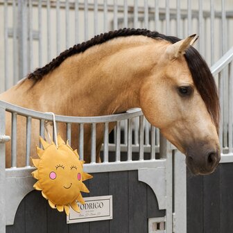 Imperial Riding Stable Buddy Sunny