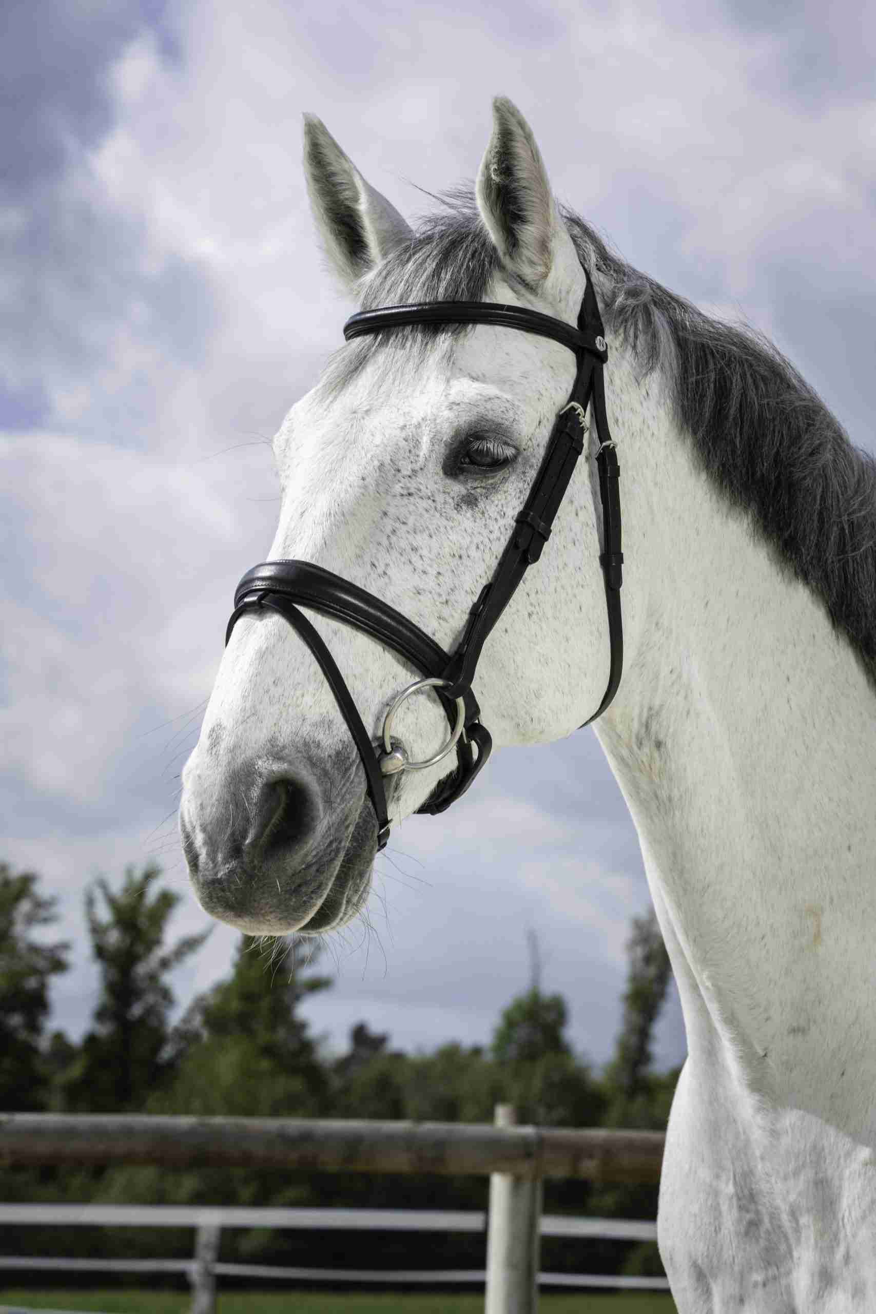 Norton Pro Hoofdstel "Soft"
