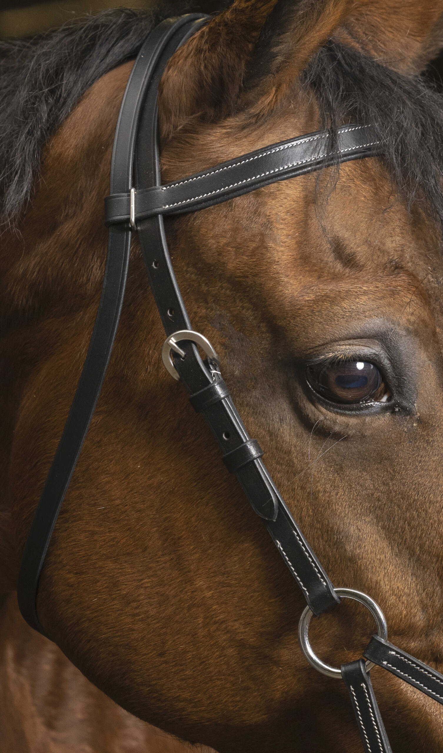Bitloos Hoofdstel Norton Pro Comfort Sidepull - Afbeelding 3