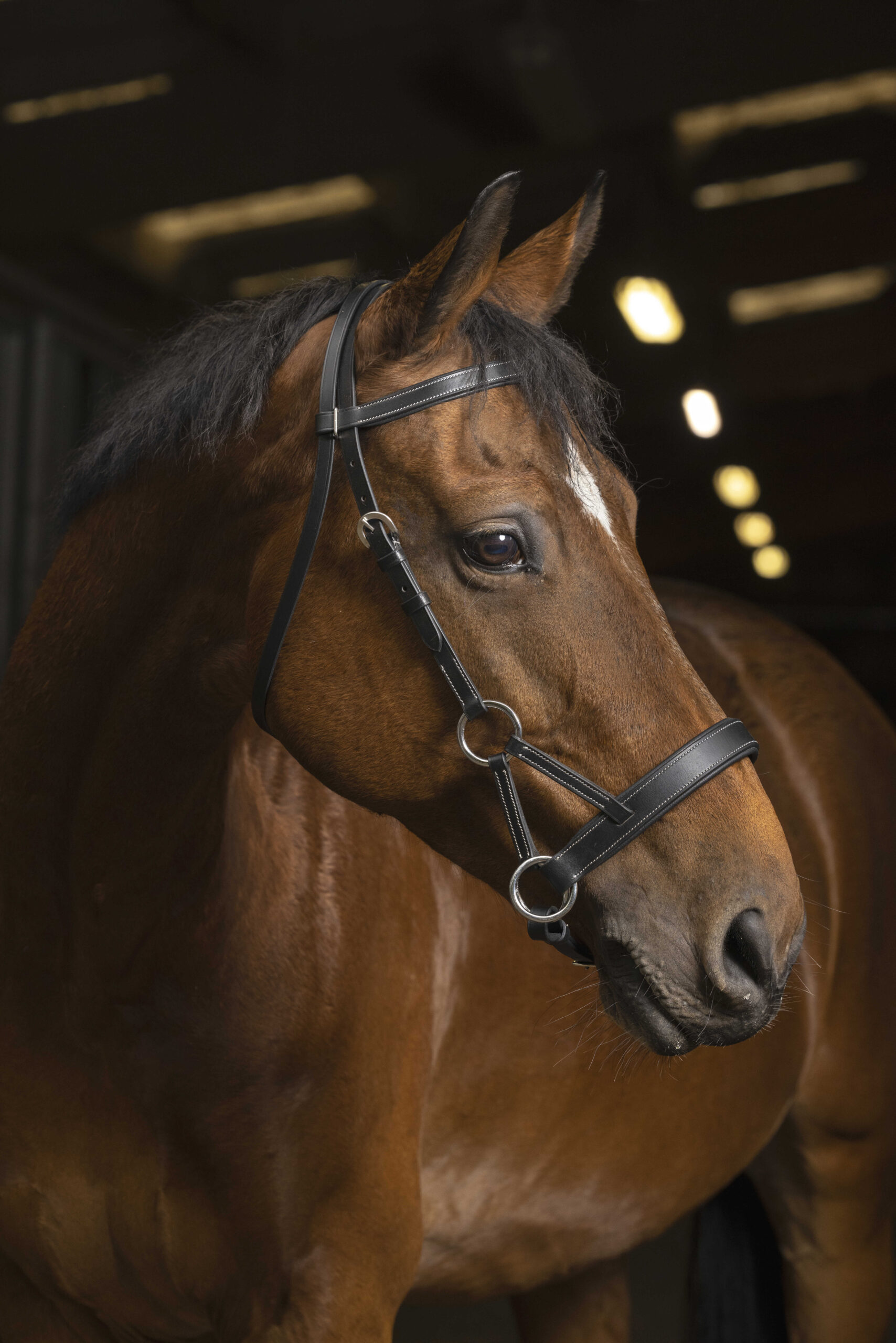 Bitloos Hoofdstel Norton Pro Comfort Sidepull - Afbeelding 2