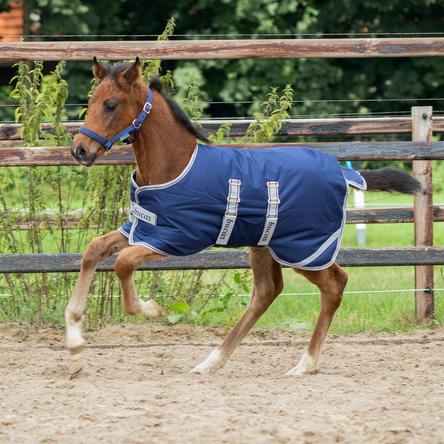 Bucas veulendeken Foal Turnout 50g