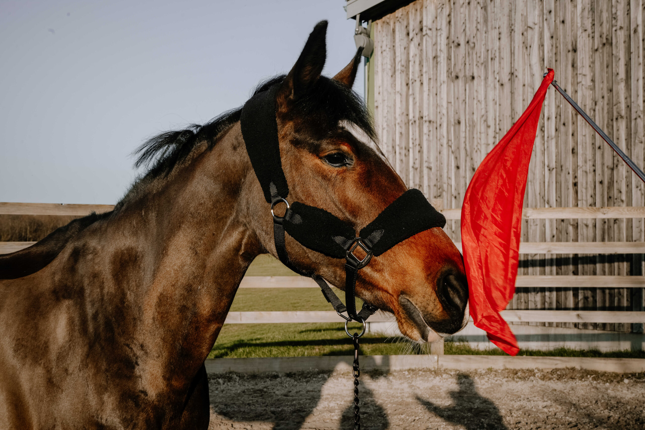 Hippotonic Trainingsstok met vlag - Afbeelding 4