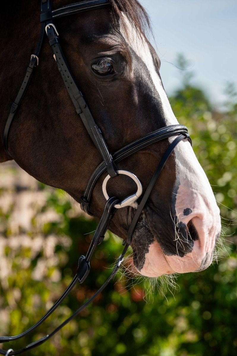 HB Showtime Regular Hoofdstel - Afbeelding 2