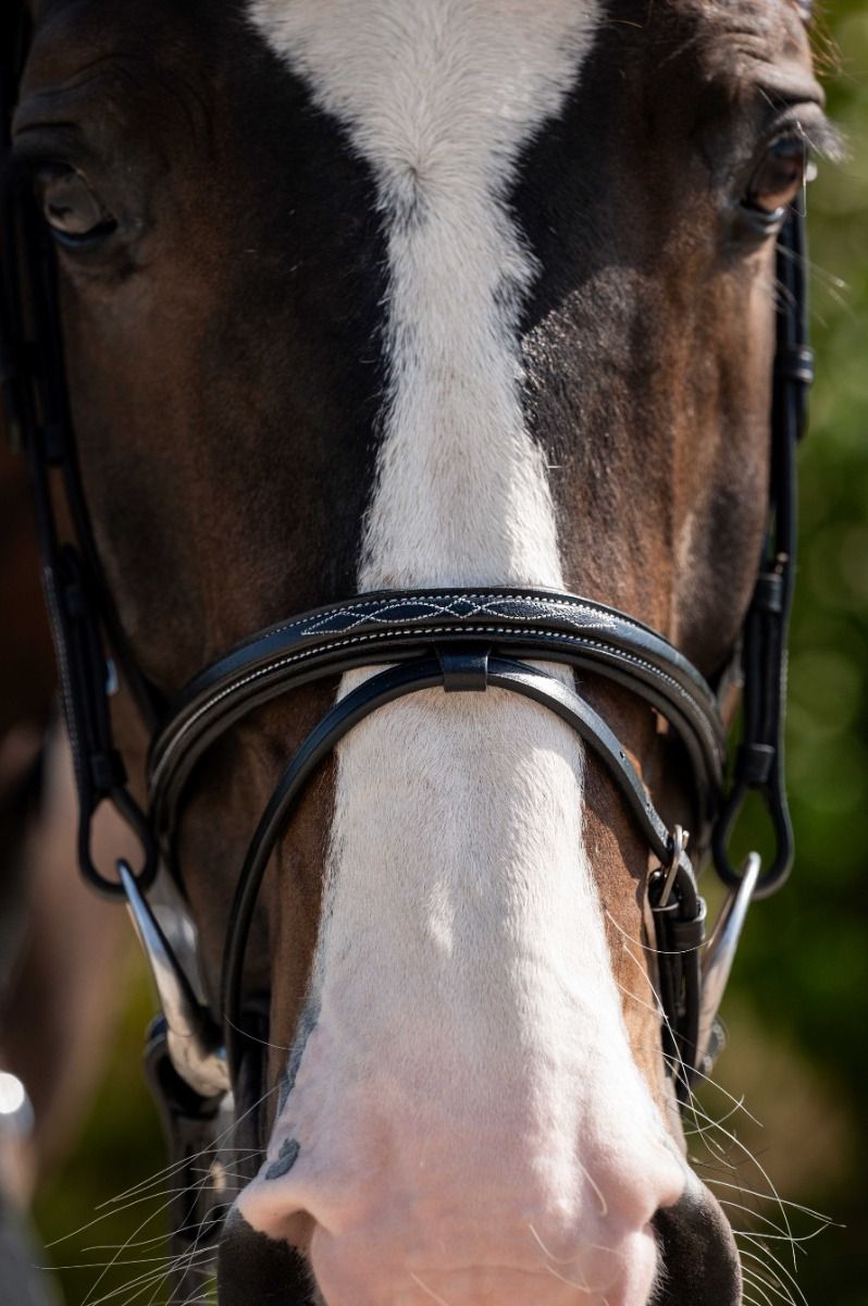 HB Showtime Regular Hoofdstel - Afbeelding 3