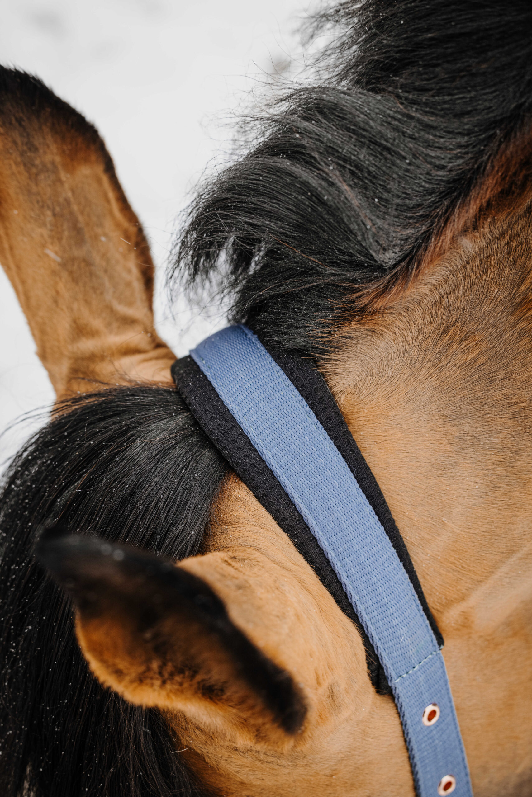 Equithème Halsterset Coco - Afbeelding 3