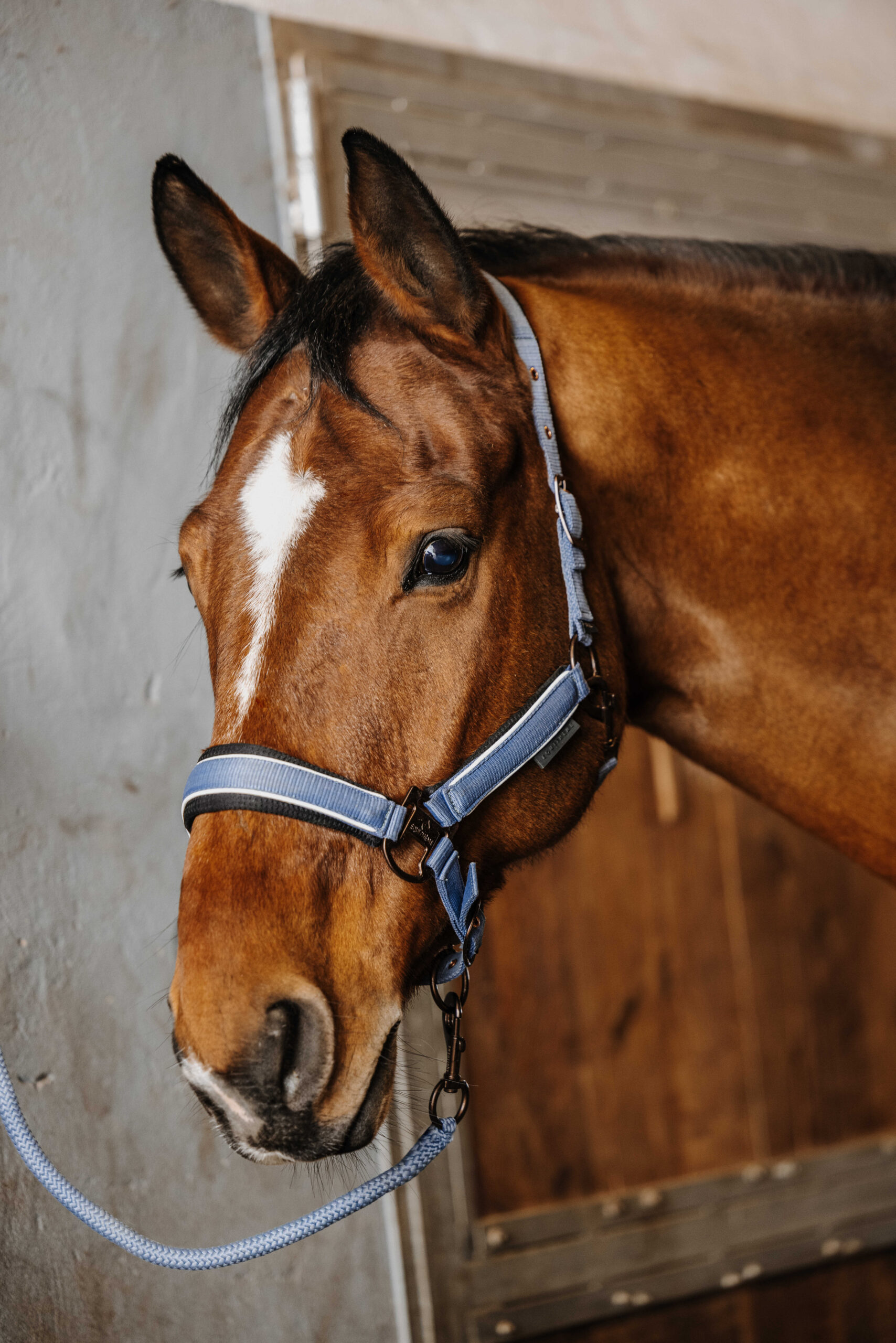 Equithème Halsterset Coco - Afbeelding 2