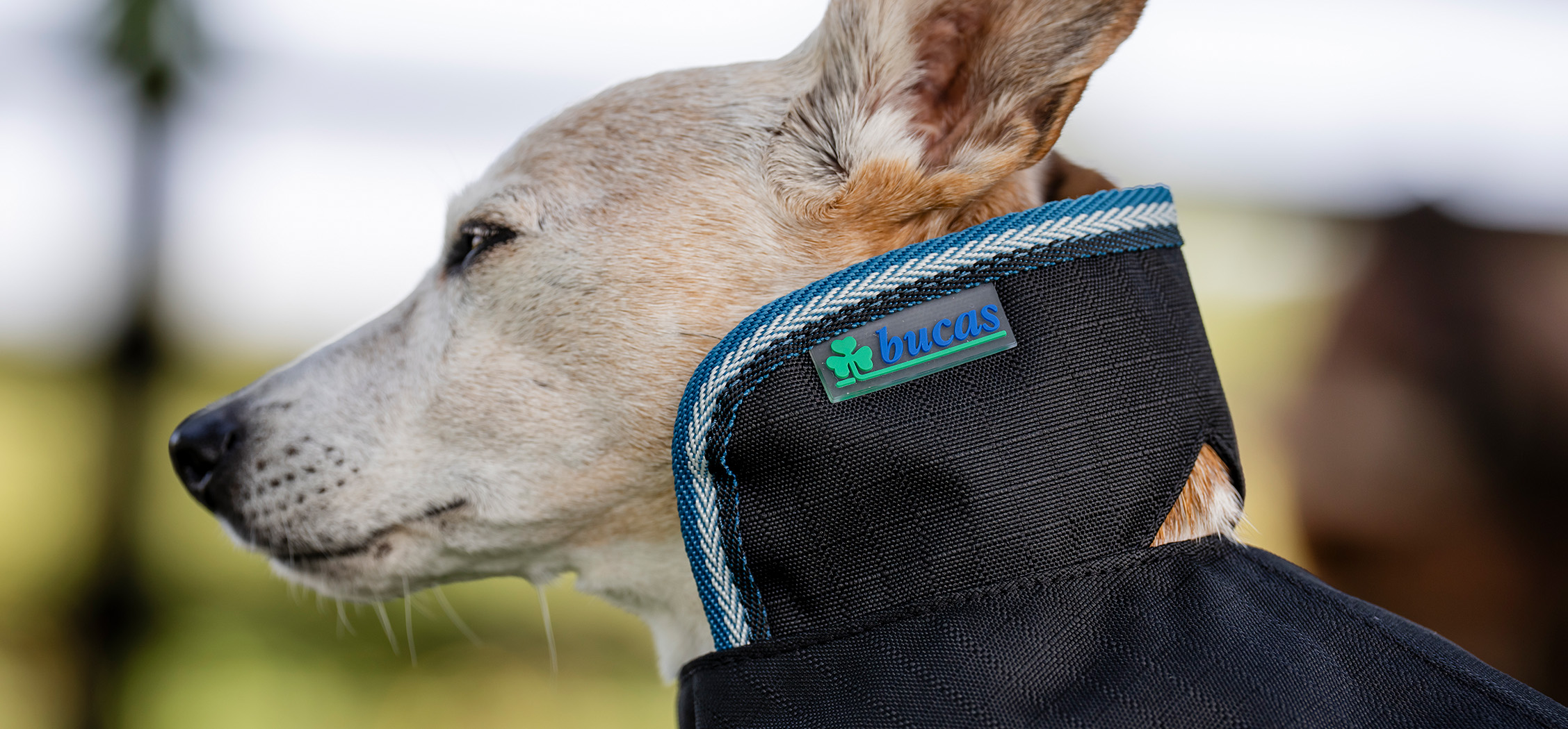 Bucas Honderdeken Anniversary Dog Rug - Afbeelding 3