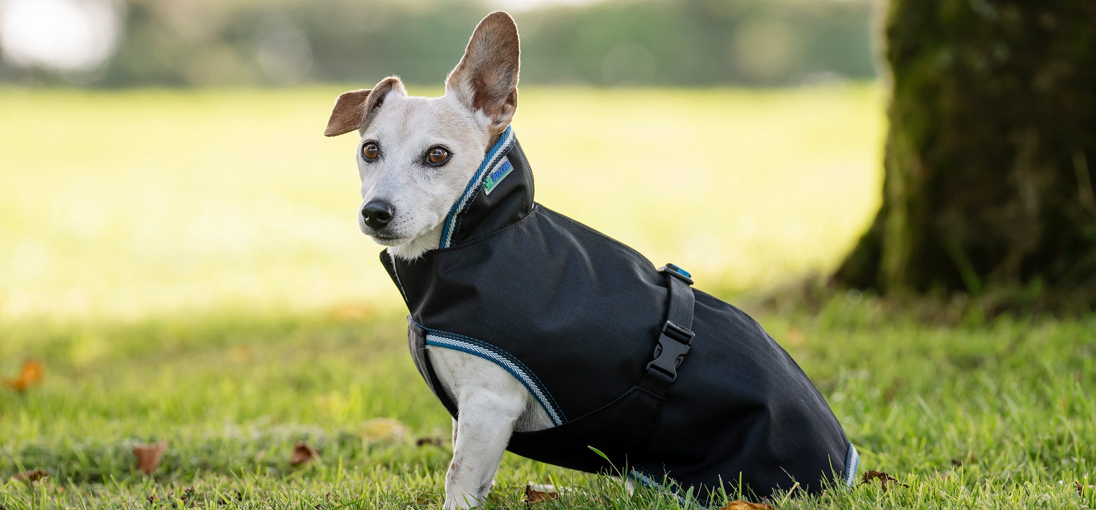 Bucas Honderdeken Anniversary Dog Rug - Afbeelding 2